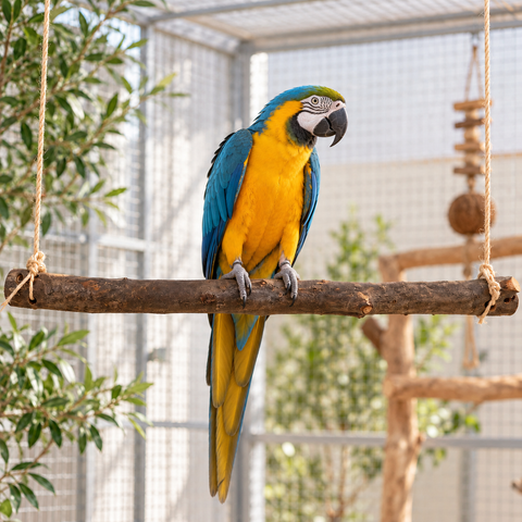 Posadero colgante de olivo natural para loros