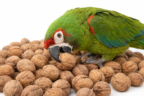 Loro amazona verde forrajeando con nueces naturales para loros