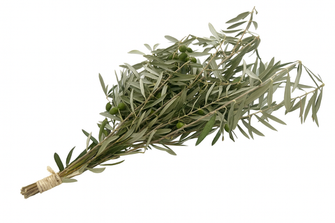 Ramo de olivo dispuesto de forma horizontal y ligeramente inclinado hacia la derecha sobre un fondo blanco. Se aprecian numerosas hojas alargadas en tonos verde oliva y varios racimos de aceitunas verdes pequeñas. La base de los tallos, situada a la izquierda, está agrupada y sujeta con una atadura rústica de rafia de color natural.