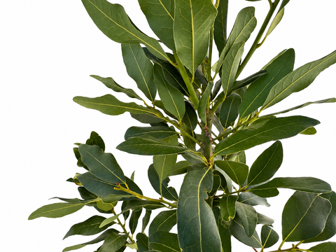 Ramas naturales de laurel para loros