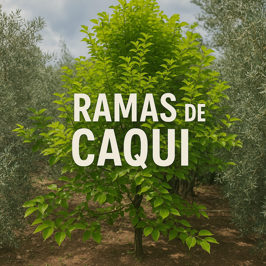 Ramas naturales de Caqui