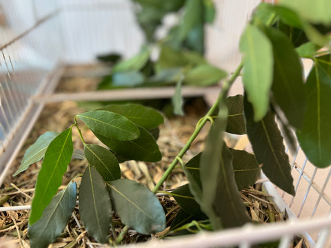 Rama de laurel ecológica colocada dentro de una jaula, proporcionando forrajeo natural y hojas frescas para el enriquecimiento ambiental de las aves.