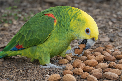 Loro amazona verde forrajeando con almendras naturales para aves