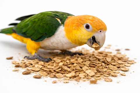 Loro caique forrajeando sobre madera de laurel triturada natural, picoteando el material vegetal sobre fondo blanco.