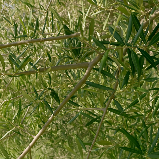 Ramas de Olivo Ecológico para Loros, Agapornis, Ninfas y Aves Exóticas - Naturales y Seguras
