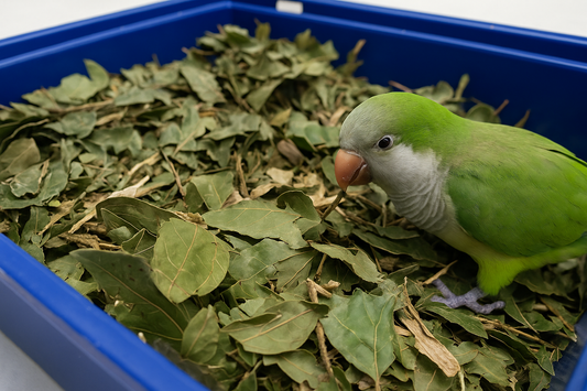 Forrajeo Natural de Laurel – Hojas y Trozos de Rama para Aves