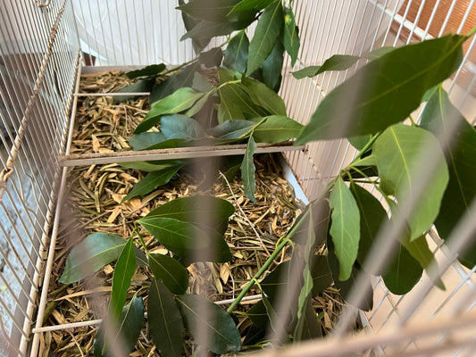 Ramas de Laurel Natural - Para Loros, Agapornis, Ninfas, Periquitos y Cotorras