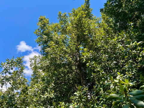 Copa de un árbol de laurel ecológico bajo un cielo azul, de donde se seleccionan las mejores ramas para el forrajeo de aves.