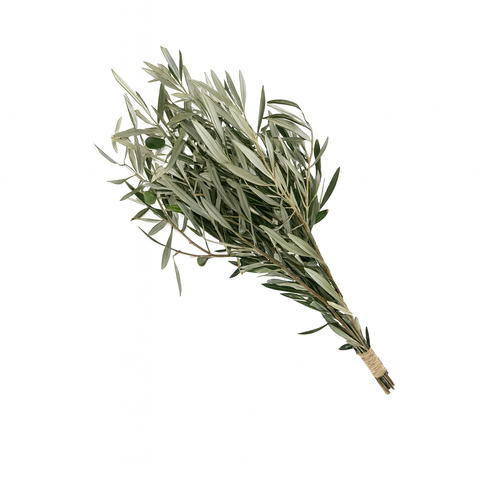 Ramo de ramas de olivo frescas con una disposición diagonal hacia la esquina superior izquierda. Las hojas son alargadas, de color verde oliva con un envés más pálido, y se observan algunas aceitunas verdes pequeñas en el centro. El ramo está atado por la base en el extremo inferior derecho con una cuerda de rafia rústica, todo sobre un fondo blanco.