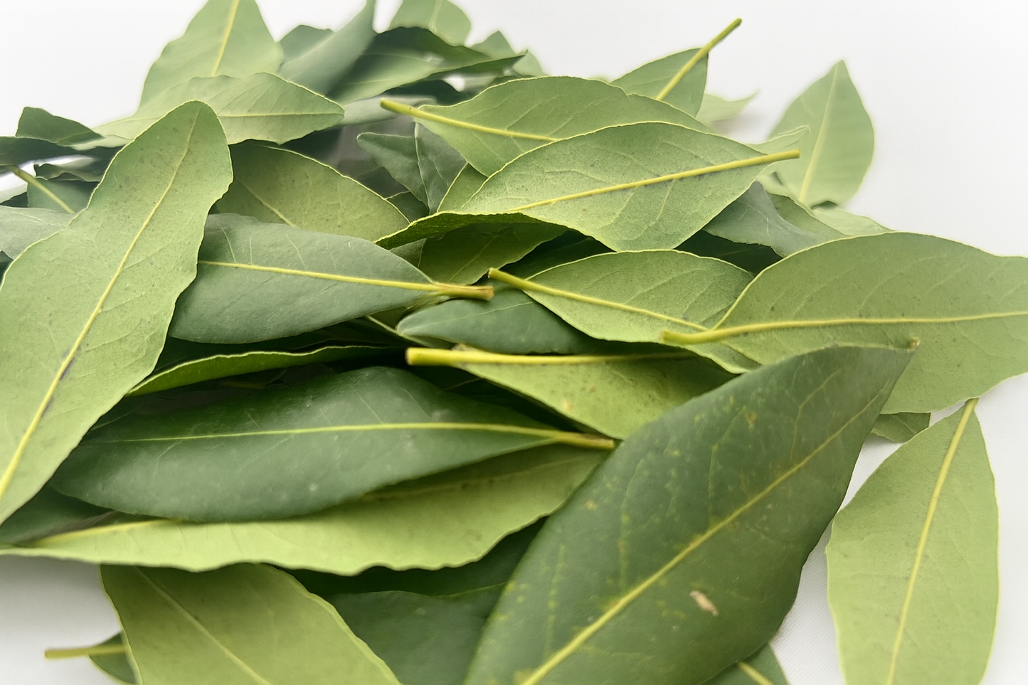 Hojas de Laurel Natural para Loros, Agapornis, Ninfas y Otras Aves – Ecológicas y Seguras | LoroLivo