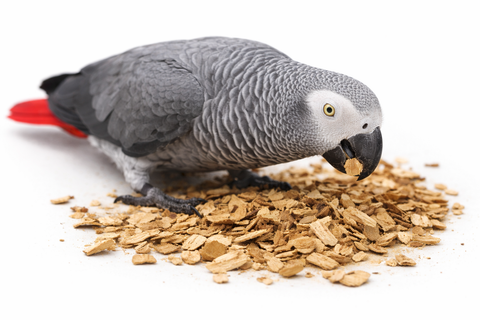 Loro gris africano forrajeando sobre madera de laurel triturada natural, picoteando el material vegetal sobre fondo blanco.