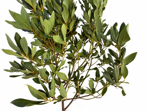 Ramas de laurel noble para loros | 80 y 120 cm