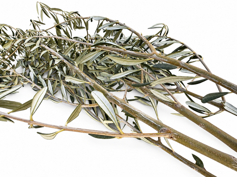 Ramas naturales de olivo ecológico para loros