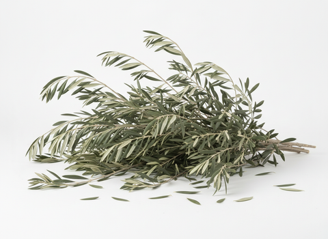 Rama de olivo ecológica de Jaén con abundantes hojas y ramitas naturales para el forrajeo de aves y loros.