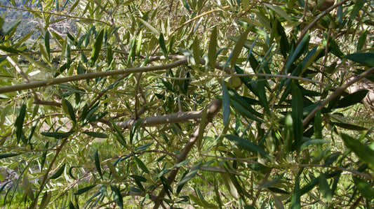 Ramas de Olivo Ecológico para Loros, Agapornis, Ninfas y Aves Exóticas - Naturales y Seguras