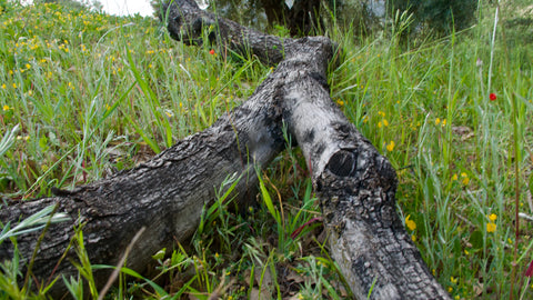 Tronco de Olivo Natural para Voladeras 3,5 m | 200–300 kg