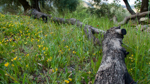 Tronco de Olivo Natural para Voladeras 3,5 m | 200–300 kg