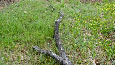 Tronco de Olivo Natural para Voladeras 3,5 m | 200–300 kg