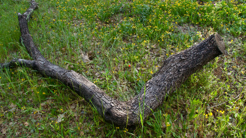 Tronco de Olivo Natural para Voladeras 3,5 m | 200–300 kg