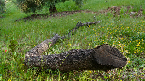 Tronco de Olivo Natural para Voladeras 3,5 m | 200–300 kg