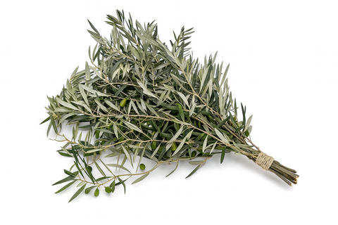 Ramo de ramas de olivo frescas dispuestas de forma horizontal con una ligera inclinación. Presenta un follaje denso de color verde grisáceo con varias aceitunas verdes pequeñas visibles entre las hojas. La base de los tallos está agrupada y fuertemente atada con una cuerda de rafia de color natural, todo sobre un fondo blanco puro."