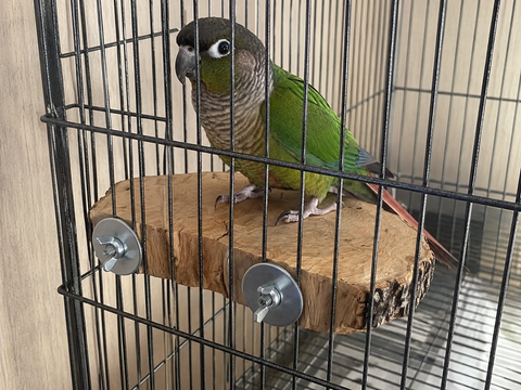 Loro utilizando una percha plataforma de olivo instalada en una jaula