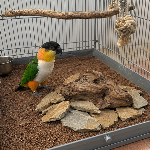 Caique en una voladera con lascas de piedra natural en el fondo