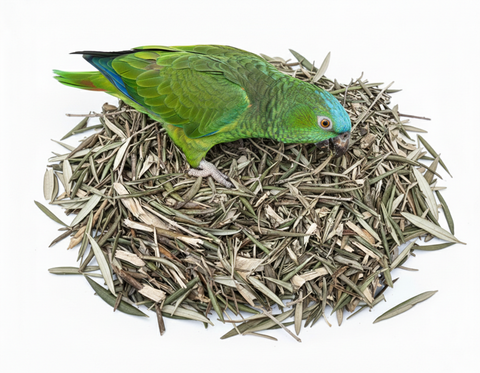 Loro verde realizando forrajeo natural sobre un montón de hojas y ramitas de olivo ecológico para aves.
