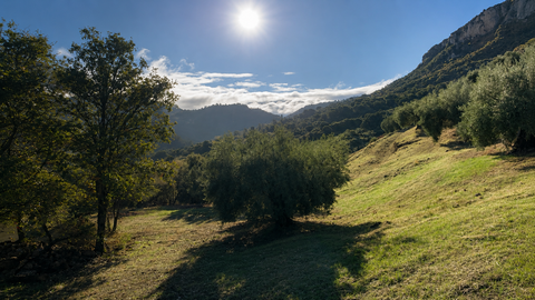 Olivar ecológico de Lorolivo en la sierra de Jaén