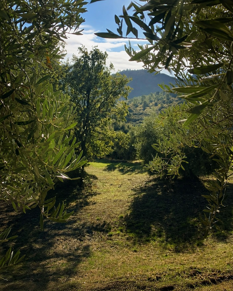 Entrada entre olivos a la parcela ecológica de Lorolivo en Jaén