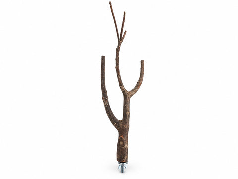 Percha natural para loros PU-001 vista frontal y ramificación doble