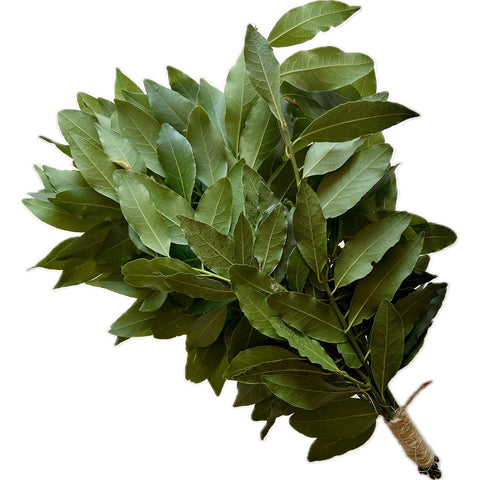 Ramillete fresco de laurel para loros, imagen cuadrada sobre fondo blanco