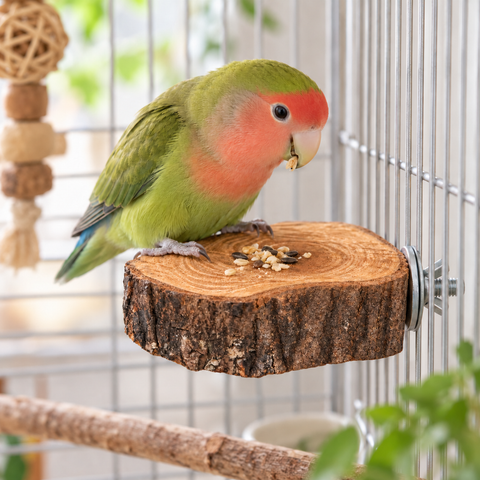 Agapornis utilizando una percha plataforma mini de olivo natural dentro de una jaula