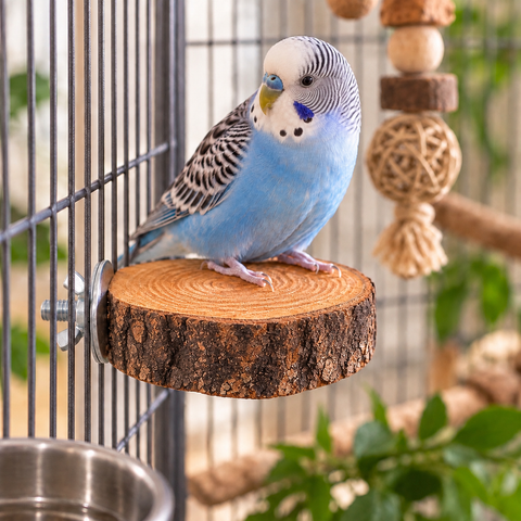 Periquito azul utilizando una percha plataforma mini de olivo natural en una jaula
