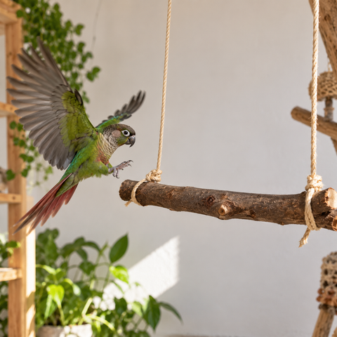 Loro volando hacia un posadero colgante de olivo natural