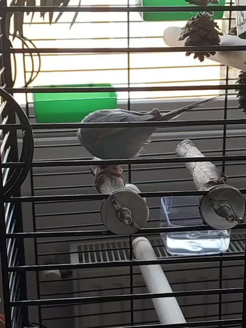 Video de loro gris Yaco utilizando percha de madera de olivo natural en su jaula