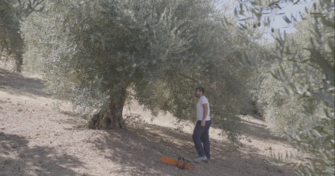 Vídeo demostrativo de una percha de olivo natural para loros